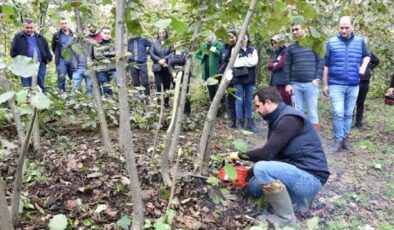 1 taşla 2 kuş! Fındık üreticisine bayram ettiren formül