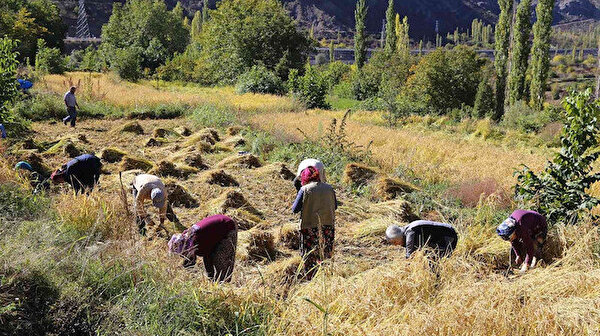 Artvin’de kadınlar 20 yıl sonra ata tohumunu toprakla buluşturdu: Köyde çeltik hasadı başladı