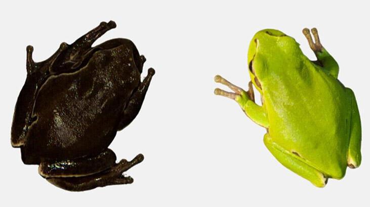 Yeşil kurbağaların rengi siyaha döndü