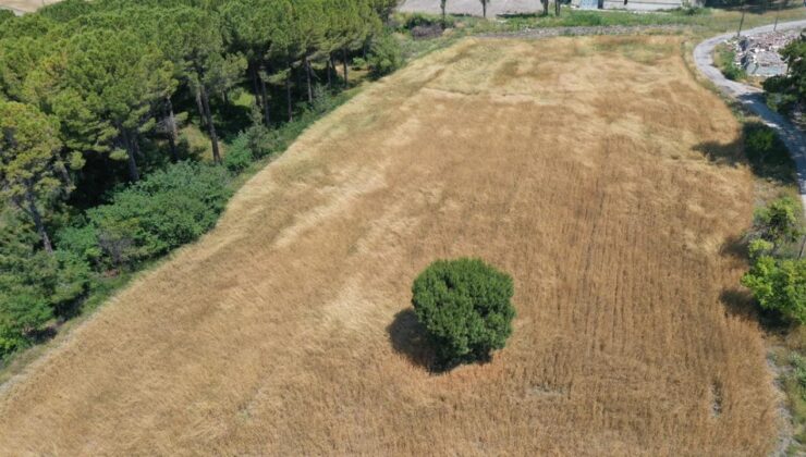 Meslek lisesi öğrencileri, şeker pancarı ve buğday yetiştirerek geleceğe hazırlanıyor