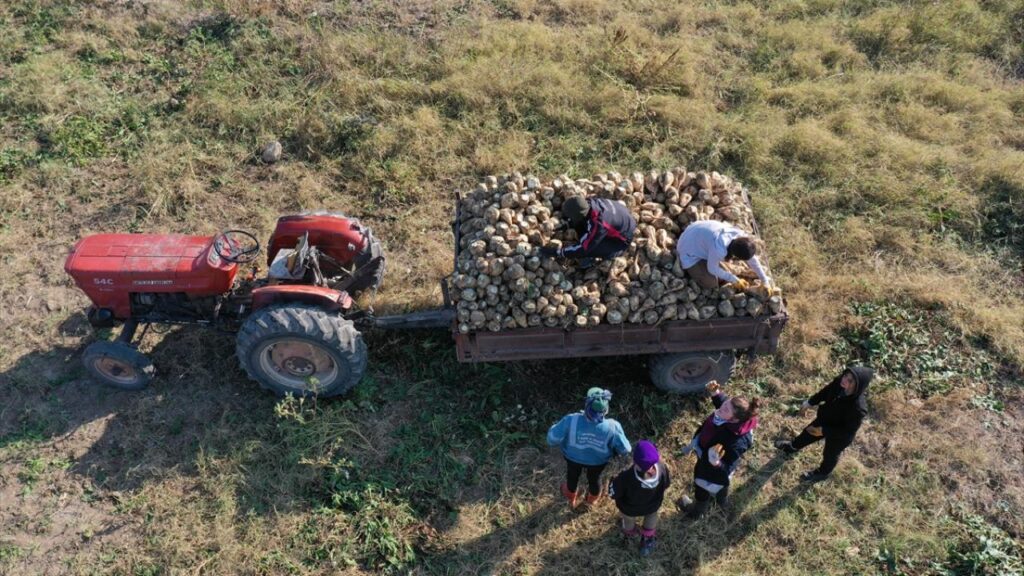 Tarım Alanı`nda öğrencilerinin daha kapsamlı yetişmesi için okulun arazisinde 8 dönüme karakılçık buğdayı, 20 dönüme tanelik mısır ekildi. Savaştepe Belediyesinin tahsis ettiği 38 dönümlük alanda yetiştirilen şeker pancarları ise hasat edildi.