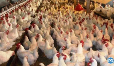 Bu yıl yaşanan K﻿uş gribi salgını neden farklı?