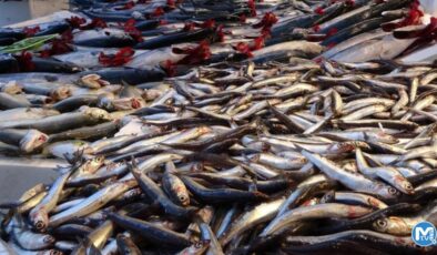 Hamsi 25 liraya düştü