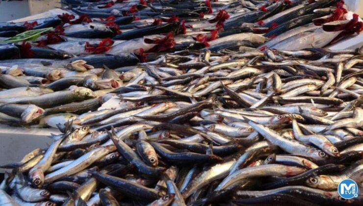 Hamsi 25 liraya düştü