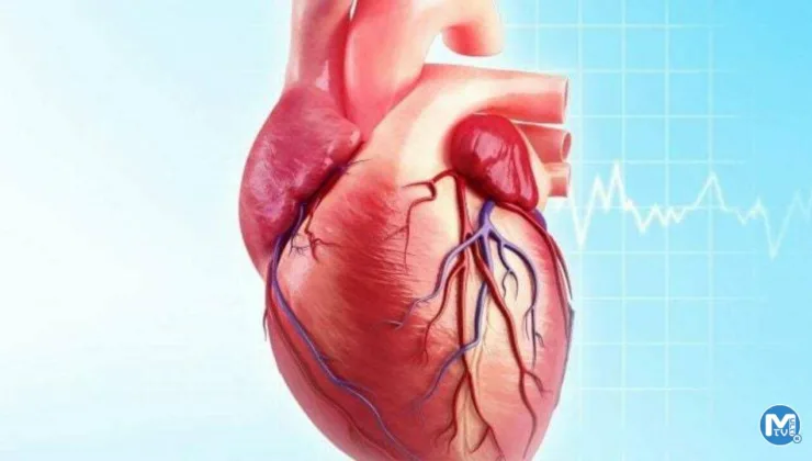 Kalp krizi sonrası oluşan deformasyon yüzde 98 oranında onarılabilecek
