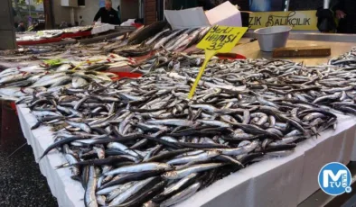Karadeniz’de palamuttan sonra hamsi bereketi