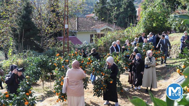 Rize’de mandalina hasadı başladı