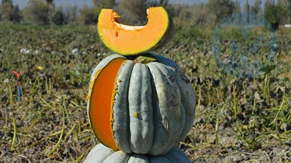 Türk halkının yüzde 83’ü balkabağını tatlılarda tüketiyor