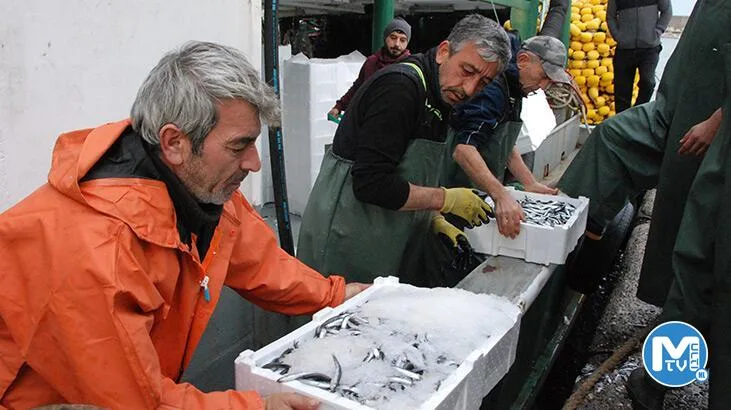Amasra açıklarına ağ atan balıkçılar, 375 ton hamsiyle döndü
