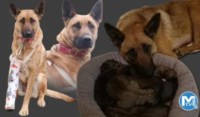 Av tüfeği ile vurulup, ölüme terk edilen Belçika kurdu ‘Hera’yı hayata bağladı