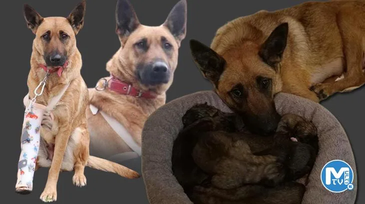 Av tüfeği ile vurulup, ölüme terk edilen Belçika kurdu ‘Hera’yı hayata bağladı