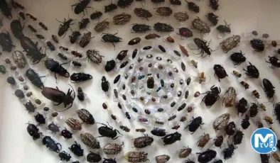 Böcek müzesinde 4 bin böcek türü sergileniyor