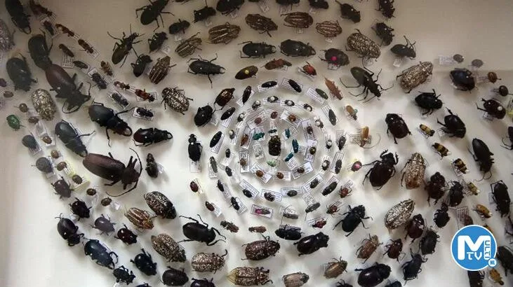 Böcek müzesinde 4 bin böcek türü sergileniyor