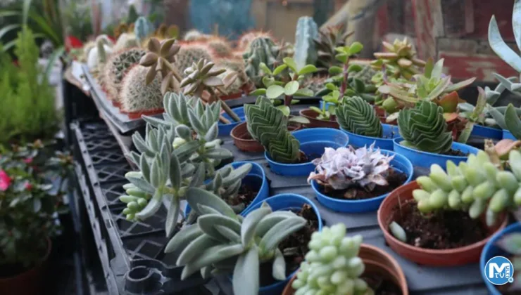 Çiçekçilere yoğun ilgi