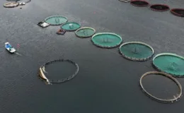 Denizi olmayan şehirden binlerce ton balık ihraç ediliyor