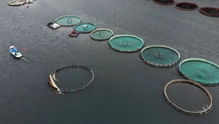Denizi olmayan şehirden binlerce ton balık ihraç ediliyor