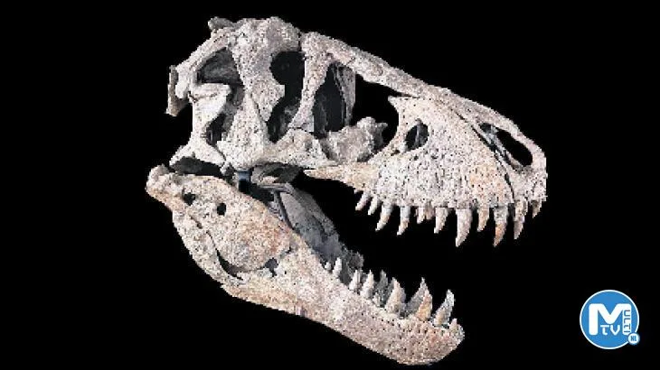 Dinozora rağbet yok 