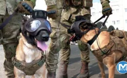 Dünya Kupası’nda TSK’nın bomba arama köpekleri de görev yapıyor