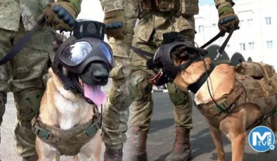 Dünya Kupası’nda TSK’nın bomba arama köpekleri de görev yapıyor