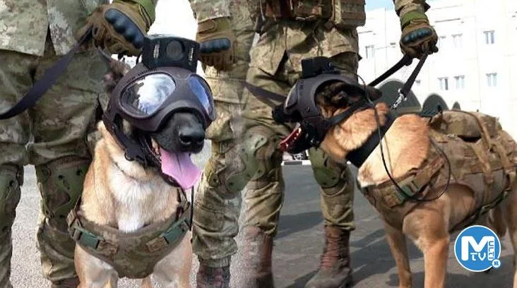 Dünya Kupası’nda TSK’nın bomba arama köpekleri de görev yapıyor