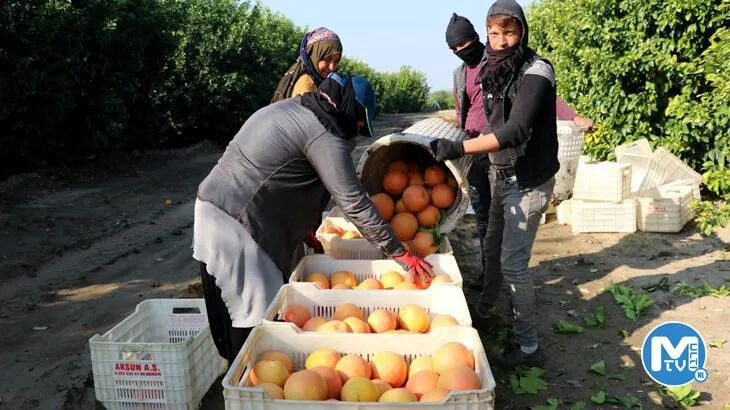 Hasadı başladı, sadece yüzde 10’u Türkiye’de tüketiliyor, yüzde 90’ı ihraç ediliyor