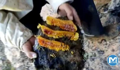 Kayaların arasından çıkarıyor: Tamamen organik