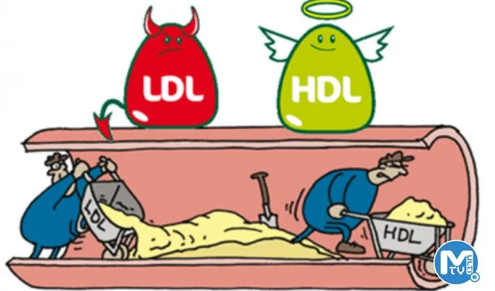 Kolesterol ve beslenme