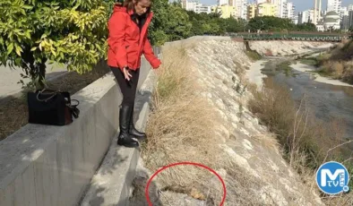 Mersin’de 15 kedinin şüpheli ölümüne soruşturma