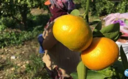 Narenciye ihracatına yasak iddialarına yalanlama!