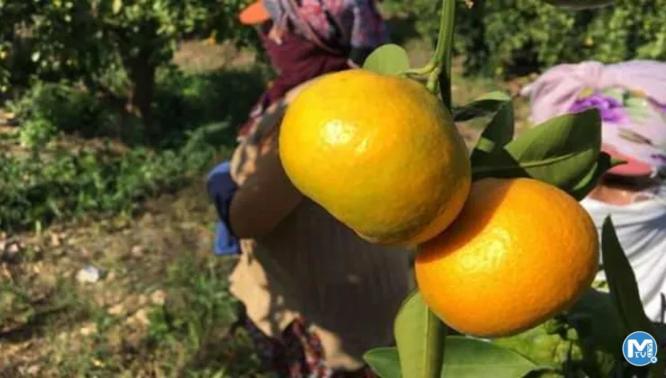 Narenciye ihracatına yasak iddialarına yalanlama!