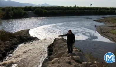 Nehre dökülen kimyasal atıklar, binlerce arı ve balığı öldürdü