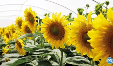 Sürdürülebilir üretim için daha fazla Ar-Ge