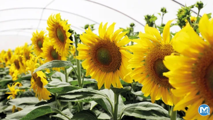 Sürdürülebilir üretim için daha fazla Ar-Ge