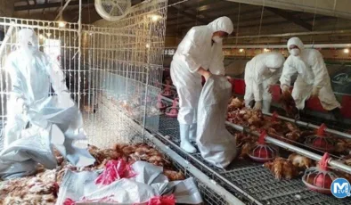 Tayvan’da kuş gribi alarmı: 8 bin 599 tavuk itlaf edildi