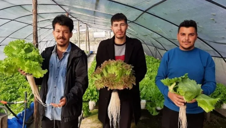 Üç genç kurdukları serada topraksız tarım yapıyor