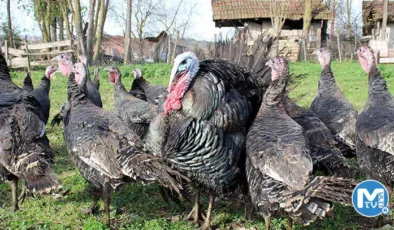 Yılbaşı öncesi hindinin fiyatı, kilosuna göre bin lirayı buluyor