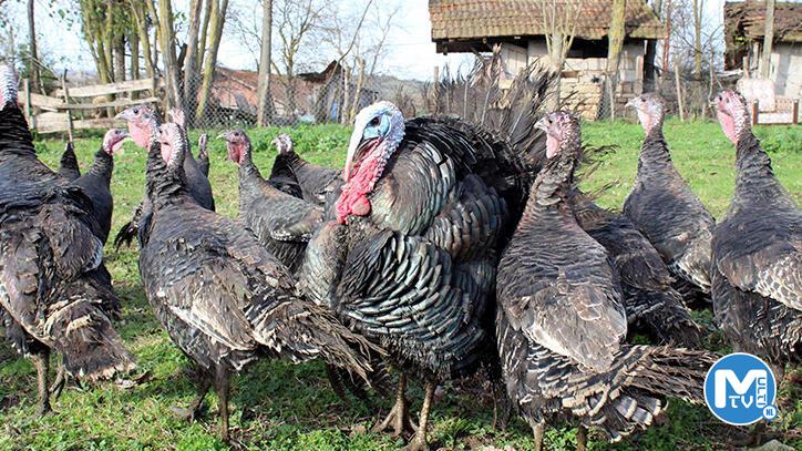Yılbaşı öncesi hindinin fiyatı, kilosuna göre bin lirayı buluyor