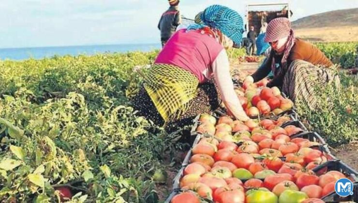 Bakanlık düğmeye bastı! Gıda krizine 5’li formül