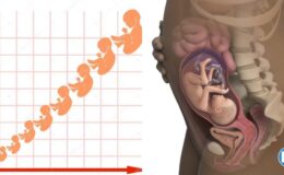 Büyüme tablosu: Fetal uzunluk ve ağırlık, hafta hafta