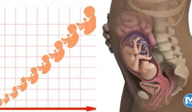 Büyüme tablosu: Fetal uzunluk ve ağırlık, hafta hafta