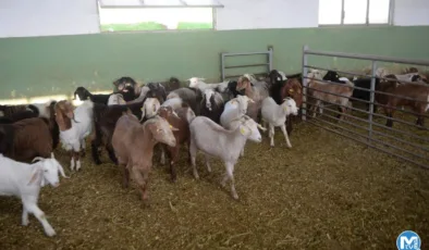 Keçi sütünde Kovid-19’a karşı etkili protein keşfedildi