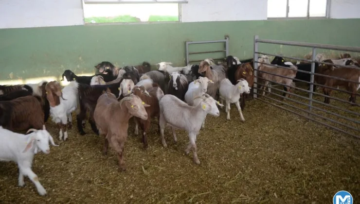 Keçi sütünde Kovid-19’a karşı etkili protein keşfedildi