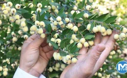 Tam bir şifa deposu: Bir ağacı 200 kiloya kadar ürün veriyor