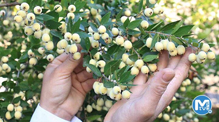 Tam bir şifa deposu: Bir ağacı 200 kiloya kadar ürün veriyor
