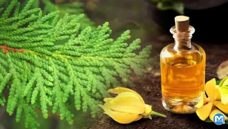 Tuya ağacı faydaları nelerdir? Tuya ağacı saça nasıl uygulanır?