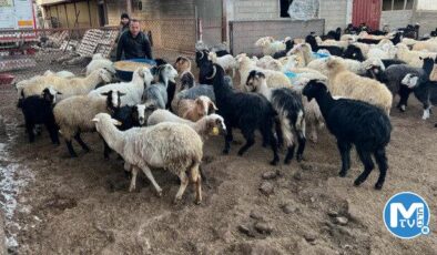 Et ve Süt Kurumu deprem bölgesinden özel fiyatla üç bin hayvan alımı yaptı