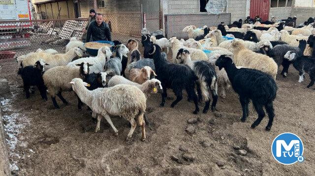 Et ve Süt Kurumu deprem bölgesinden özel fiyatla üç bin hayvan alımı yaptı