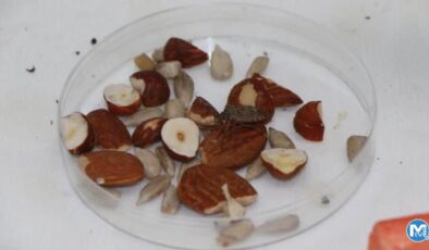 Fındıkta istilacı böceğe karşı 30 bin ‘samuray arı’ üretiliyor