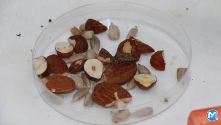 Fındıkta istilacı böceğe karşı 30 bin ‘samuray arı’ üretiliyor