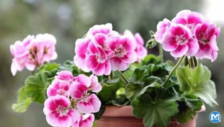 Itır çiçeğinin faydaları nelerdir? Itır bitkisinin kokusu faydalı mı?